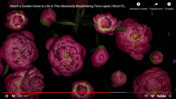 Завораживающее time-lapse видео о том, как распускаются цветы