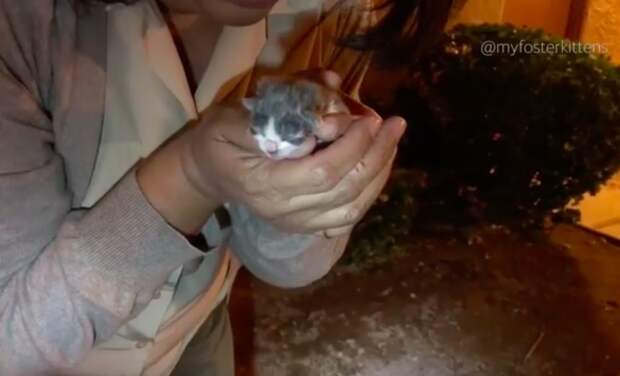 Без кота и жизнь не та