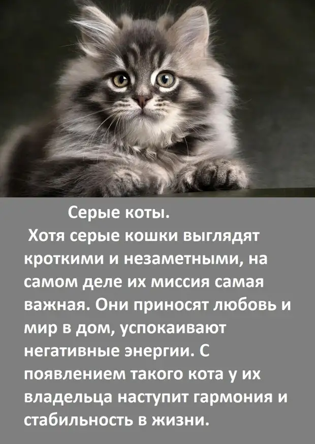 А ВЫ ЗНАЕТЕ, как цвет вашей кошки влияет на вашу судьбу?   Ссылка, первоисточник