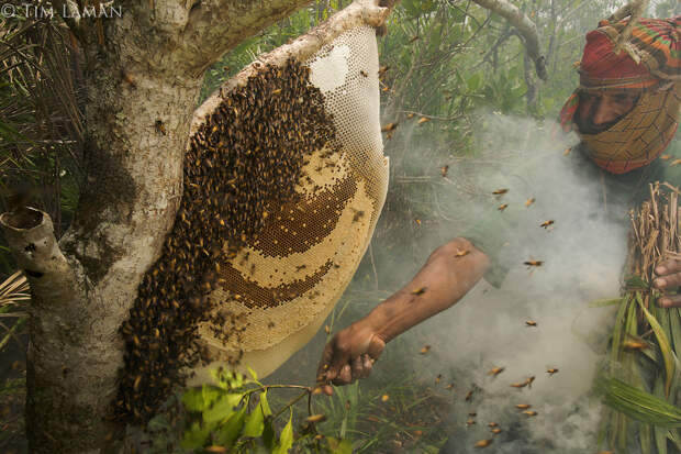 Чистить пчел с сотовой структурой Гигантского пчелиных (гигантская пчела), используя дым подчинить пчел перед разрезанием соты и сбора меда.