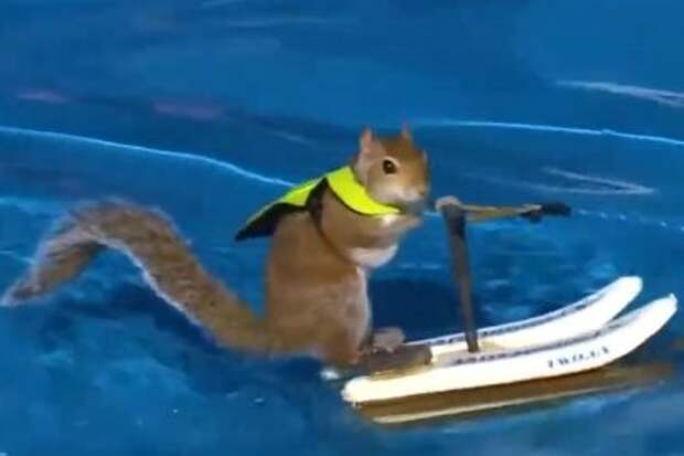 Watch: Water-skiing squirrel delights crowds at N.C. fair