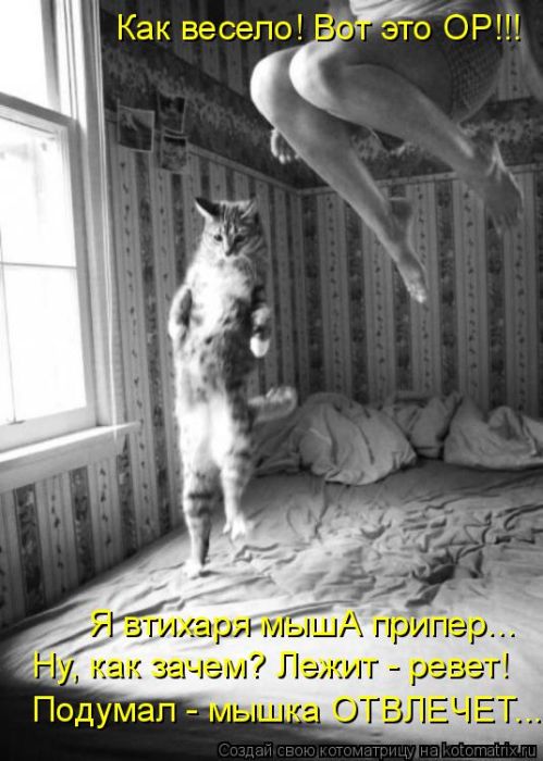 Лучшие котоматрицы недели (50 фото)