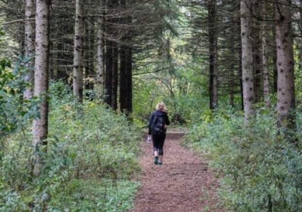 Отправляясь в лес, будьте внимательны и осторожны