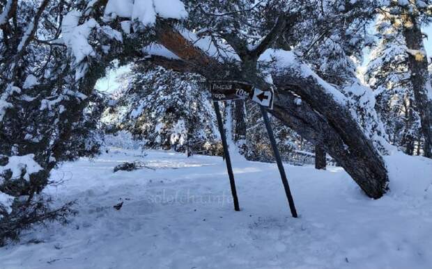 На Лысой горе дерево угрожает жизни пешеходов