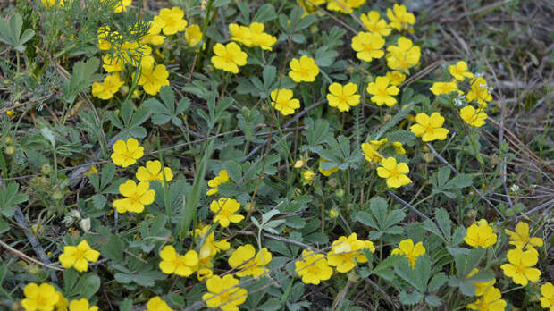 Крошечный цветок исследуют как лекарство от супербактерий