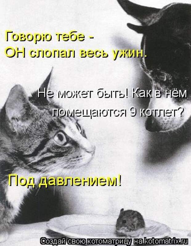 Новая котоматрица на Бугаге (44 фото)