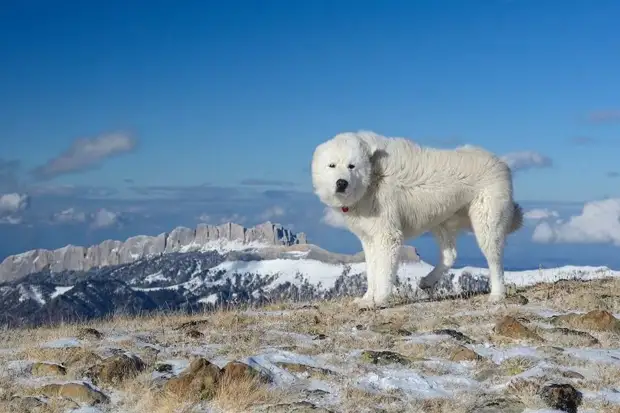 возмущенно синоним. контекстуальные синонимы примеры. лексика омонимы синонимы антонимы паронимы. функции синонимов в языке. контекстуальные синонимы.