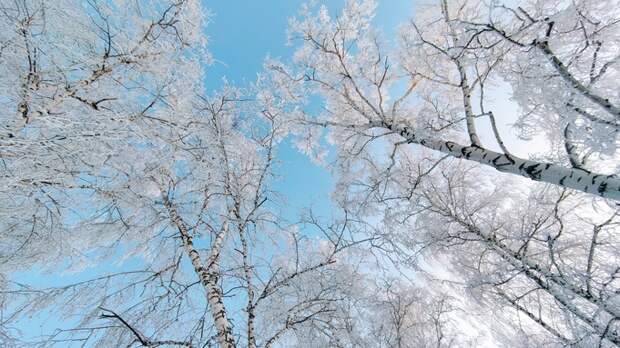 Деревья в инее. Зима / Фото: amic.ru