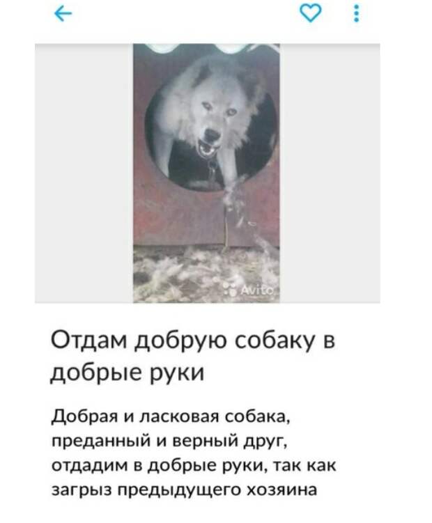 Объявление на авито