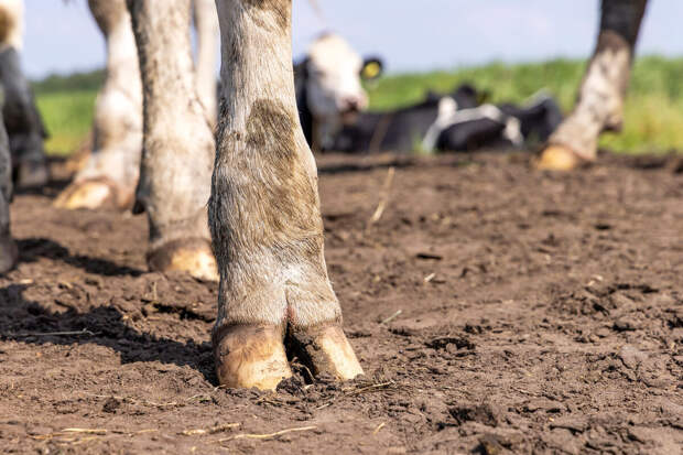 В Казани придумали, как выявлять продуктивных коров самой жирномолочной породы