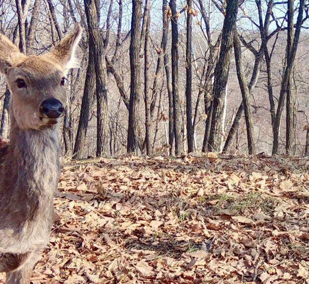 23 тысячи пятнистых «обжор» насчитали на «Земле леопарда»