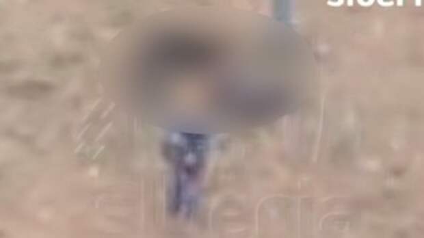 Нападение собаки на ребенка / Кадр из видео: Mash Siberia