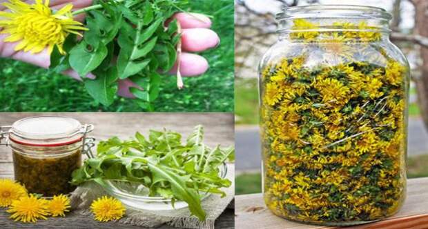 dandelion-treats-cancer-hepatitis-liver-diseases-kidneys-stomach-heres-prepare-696x364