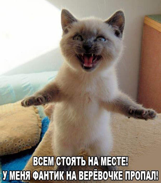 Смешные фото приколы и мемы с котами и кошками Смешные фото приколы и мемы с котами и кошками животные, коты, прикол, юмор