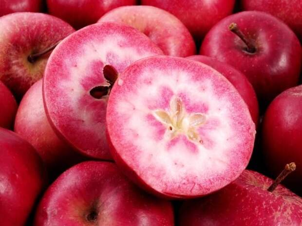 Яблоки «Ред Лав» совсем не гибриды яблони с томатом. Это сорта яблони, полученные скрещиванием нескольких сортов яблонь с яблоней Недзведского. © rungis  📷 