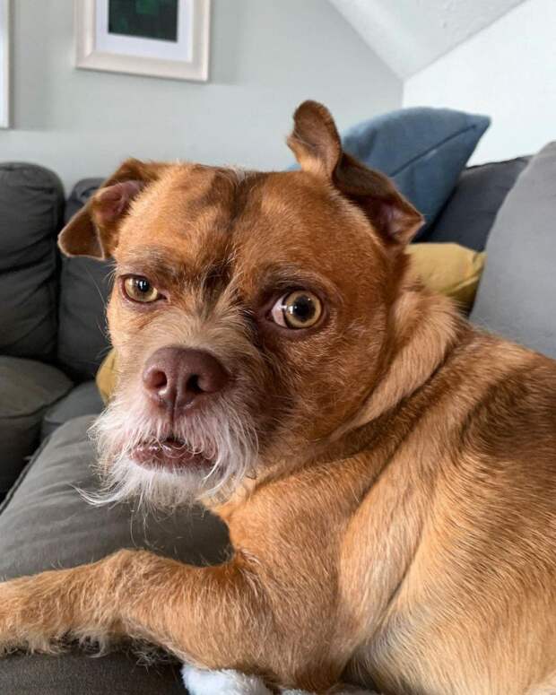 Необычный пёс Бэкон: из «смертников» в звезды Instagram