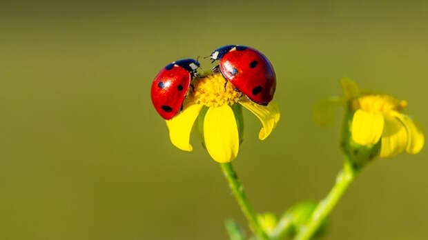Какой сегодня праздник: 13 июня – День божьих коровок