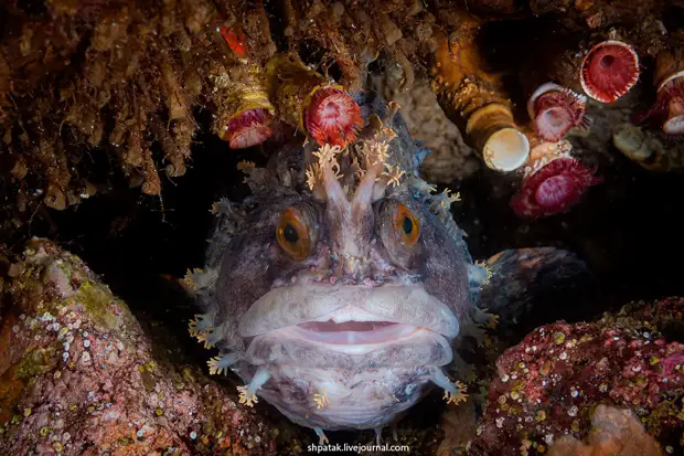 �������� �������������� �������