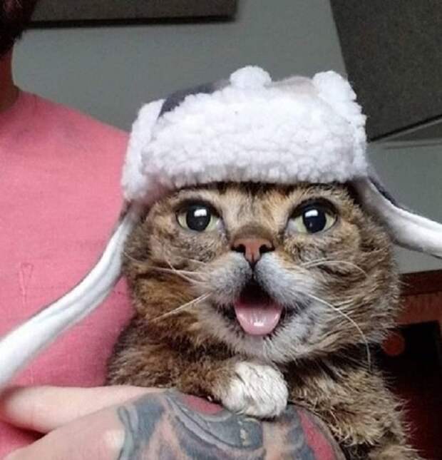 Кошечка в теплой шапке Котейка в шапке-ушанке
