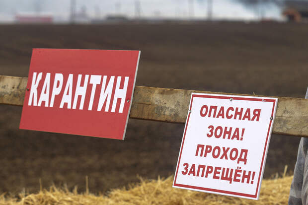 Карантин по бешенству животных ввели в селе Новосибирской области