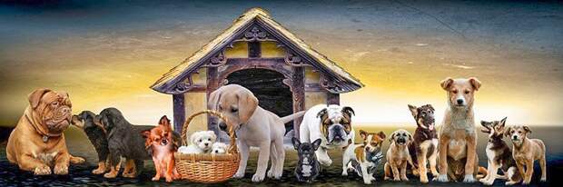 The 24 Most Expensive Dog Breeds In 2025