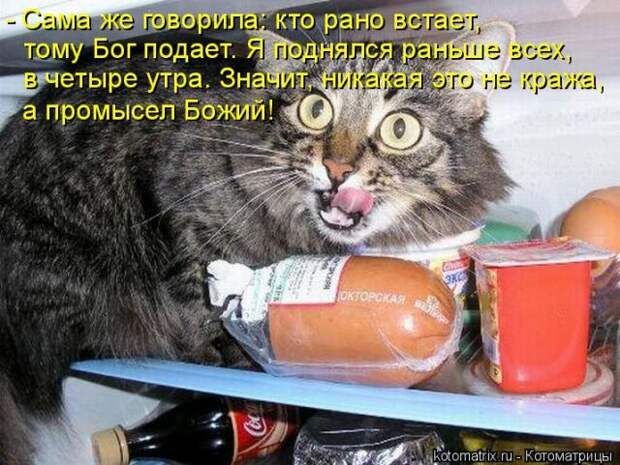 Лучшие котоматрицы недели (50 фото)