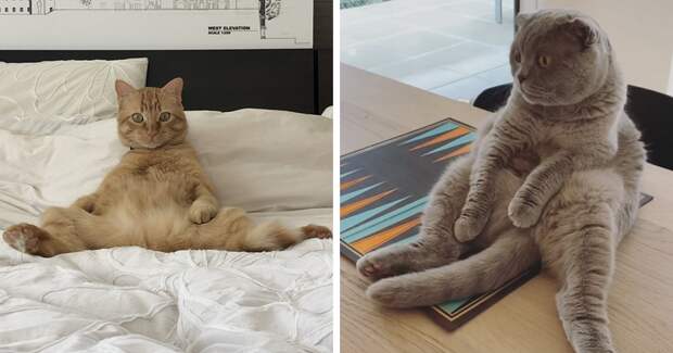 Кошки, которые научились вести себя как люди