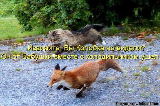 Лучшие котоматрицы недели (50 фото)