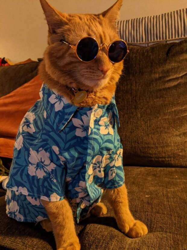 Кот в очках