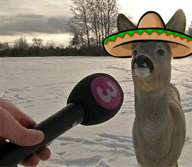 Интервью с косулей