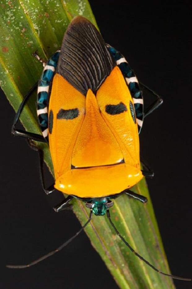 Улыбающиеся насекомые от Darlyne Murawski.
