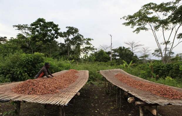 Nestlé будет платить африканским фермерам, выращивающим какао, чтобы дети оставались в школах
