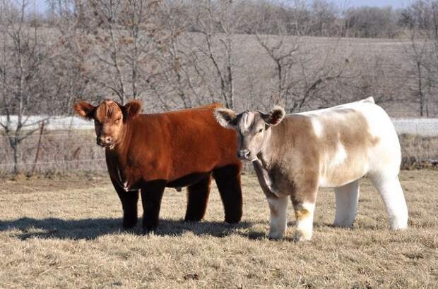 Порода плюшевых коров из Айовы. Фото