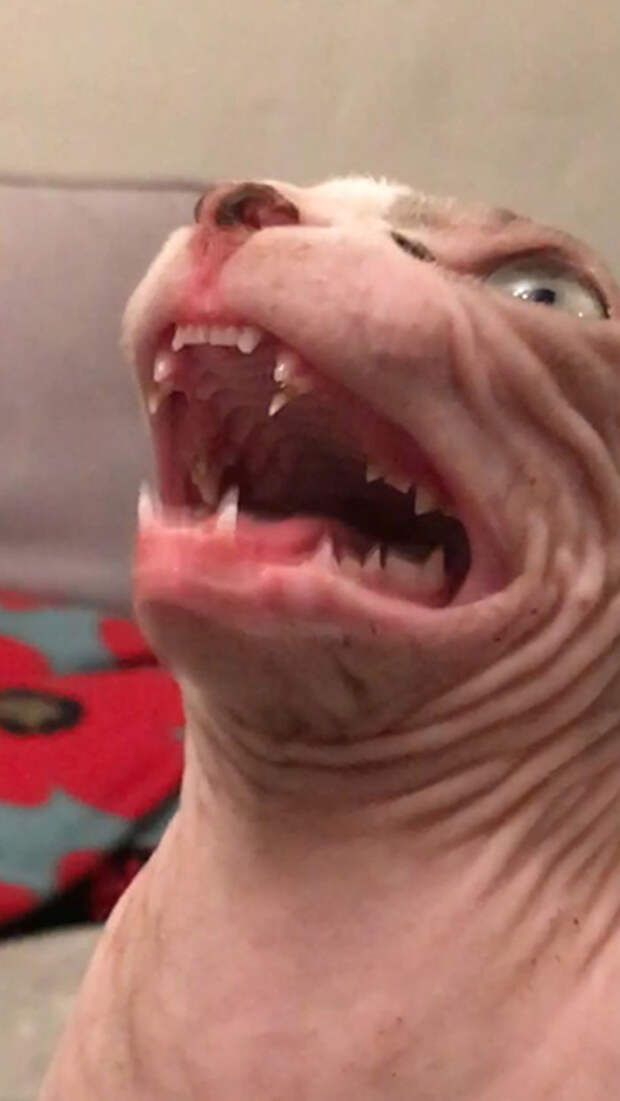 Я зубастый! Я зубастый!