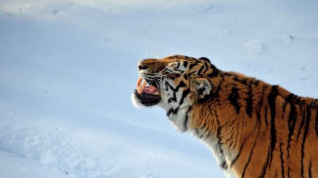 Адвокат рассказал о животных, которые запрещено содержать в России