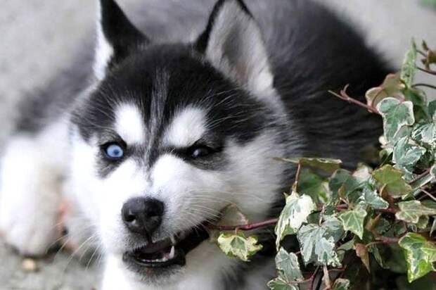 20 фото доказывающих, что Хаски — самые эмоциональные собаки