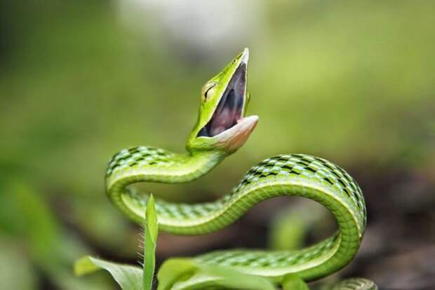 35 восхитительных фотографий, которые помогут вам побороть страх перед змеями домашние животные, домашние звери, змеи, змеи в доме, питомцы, пресмыкающиеся, рептилии