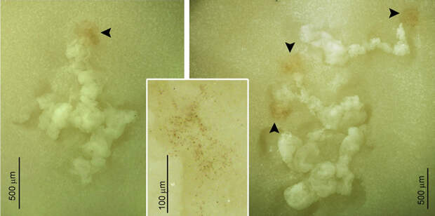 Рис. 3. Следы движения трихоплакса на тонком осадке