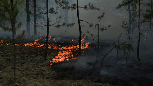 В Алтайском крае начал действовать особый противопожарный режим