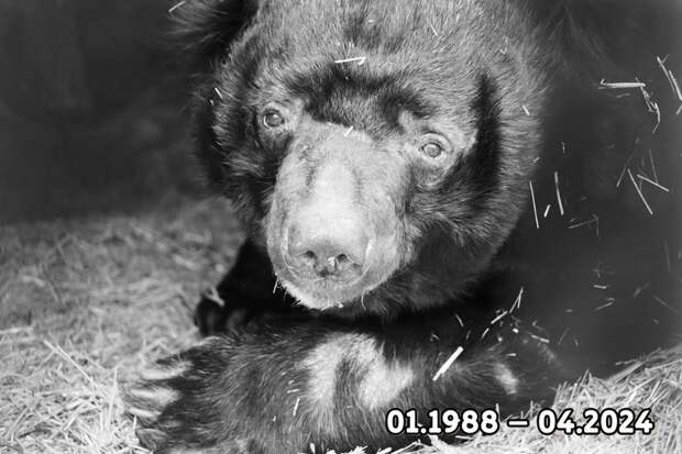 Недалеко от аэропорта Стрежевой в Томской области увидели медведицу с медвежонком