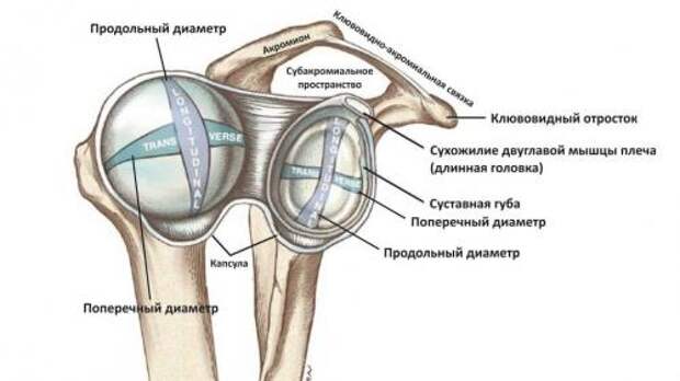 Анатомия плеча мышцы. Биомеханика плеча