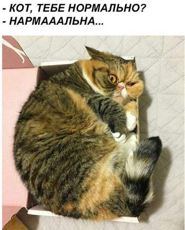 Очень смешные и ржачные до слез картинки