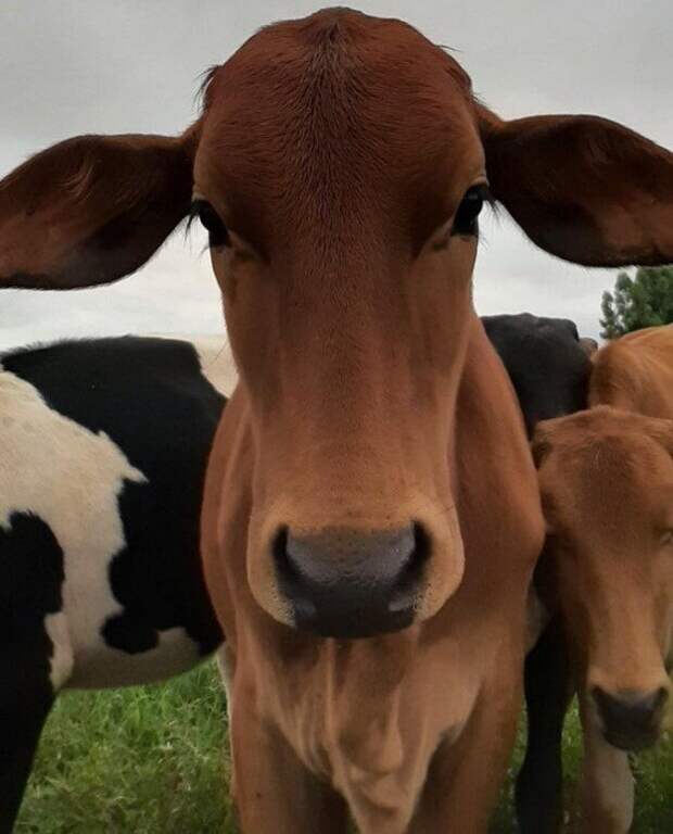 Милые снимки с коровами, которые легко завоюют ваше сердце
