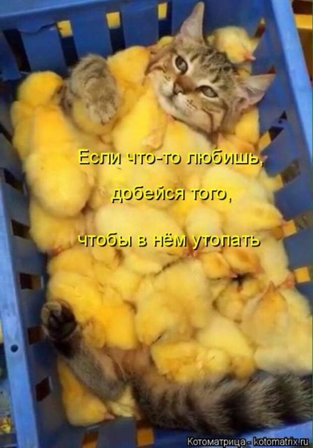 Лучшие котоматрицы недели (50 фото)
