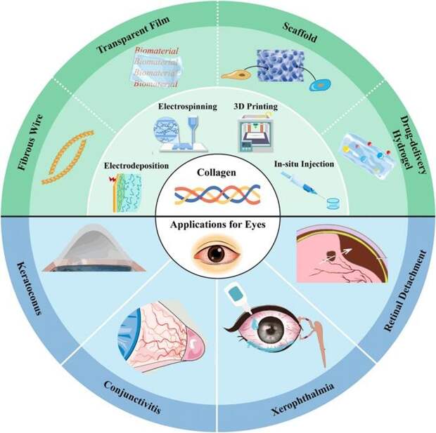 От структуры тканей к эволюции биофункциональных материалов для глаза