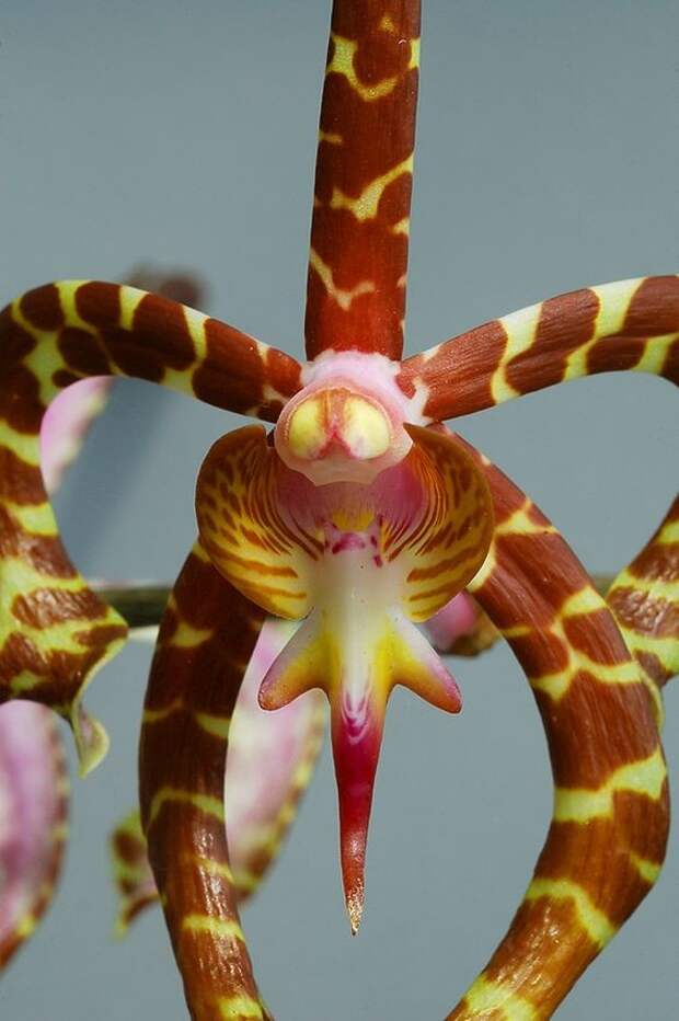 Arachnis annamensis - THE SCORPION ORCHIDS интересное, красота, орхидеи, флора, цветы