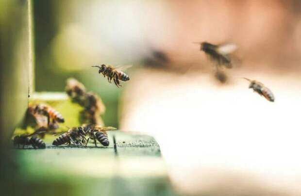 Почему остров Пасхи — это рай для пчел, или где искать самый чистый мед в мире