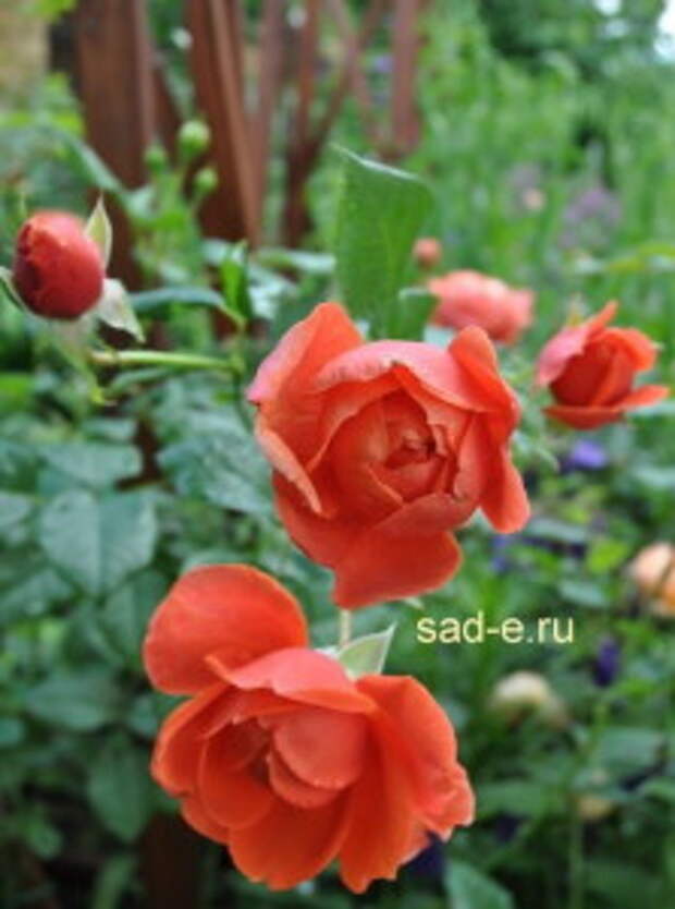 Розы