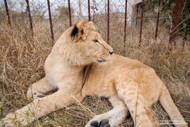Молодая львица стала не нужна людям, которые хотели нажиться на ней дикие животные, лев, львица