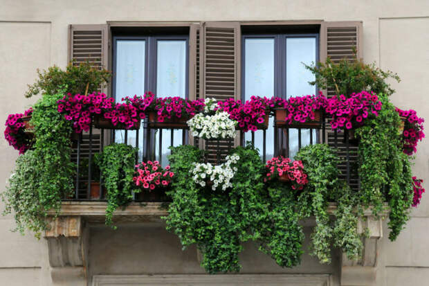 5 лучших декоративно-лиственных ампелей для озеленения балконов и террас